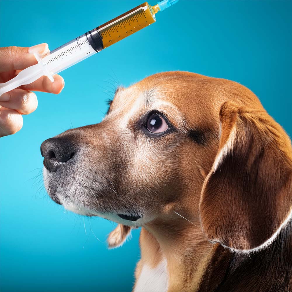 Pris på vaccination af hunde