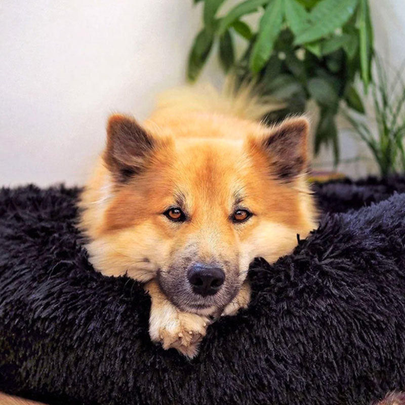 Donut Hundeseng Ortopædisk