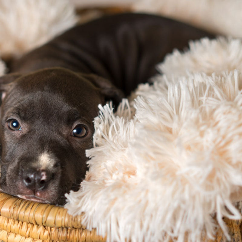 Donut Hundeseng Ortopædisk